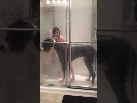 Great Dane Happily Takes Shower With Little Girl - 988278-4