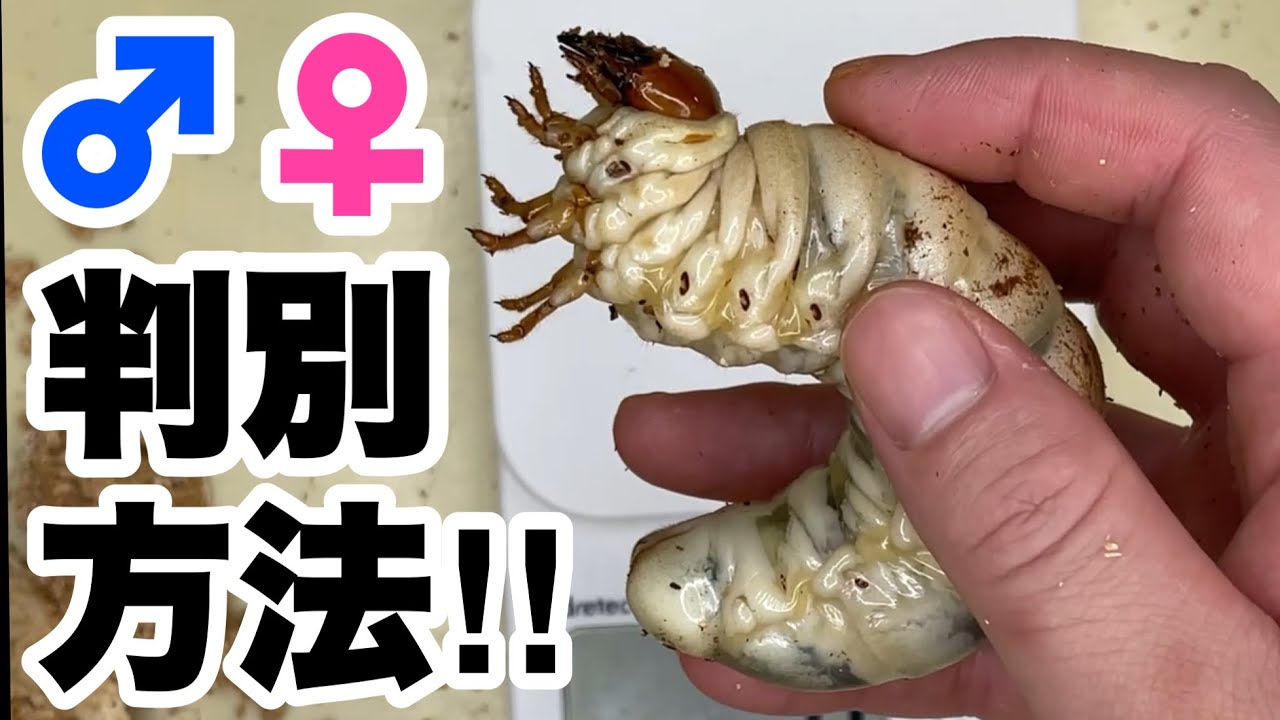 クワガタ幼虫のオスとメスを見分ける方法とは？ - YouTube