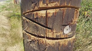 'Very dangerous': Police and FBI investigate power poles cut with chainsaw in Snohomish County