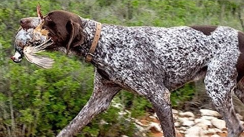 5 Things To Consider When Getting A German Shorthaired Pointer