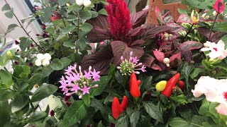 上から大人かわいい秋の寄せ植え