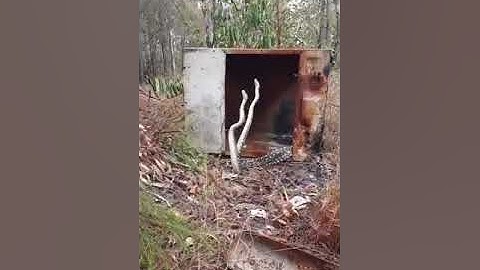 Beautiful Real Snake fight for mate | Carpet Python Trying to prove who is strong