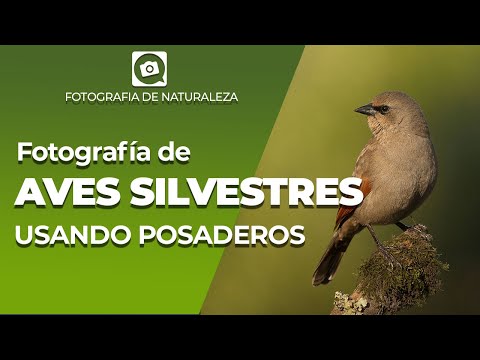Cómo ARMAR un POSADERO y COMEDERO para FOTOGRAFIA DE AVES