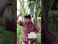 DON’T WATCH ALONE! 😱 Terrifying Ghost Encounter in the Jungle! #Shorts #Horror