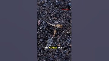 This device corkscrews itself into the ground like a seed, and could just change the face of our