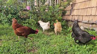 Ladies having a snack before roosting time