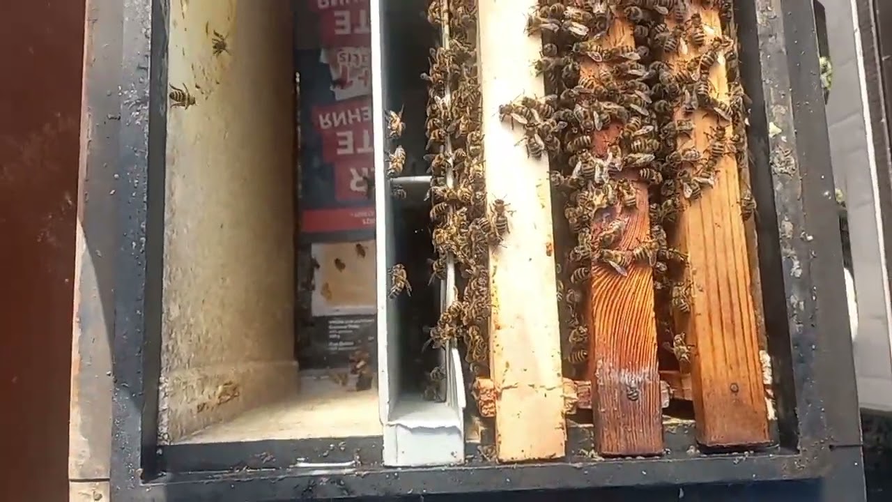 Пчелы работают