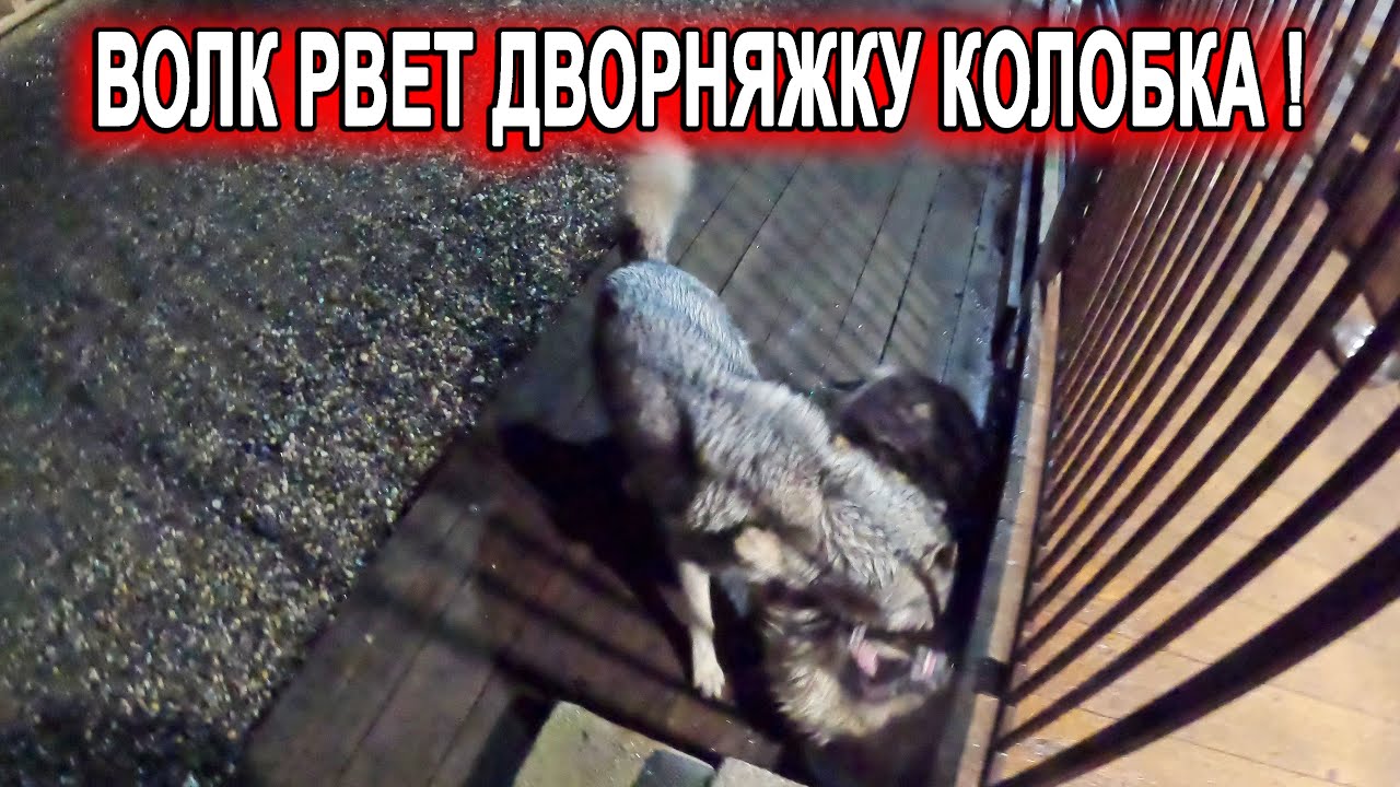 Волчица озверела !!! ХОчет убить дворняжку ! Бедный Колобок у него шок ...