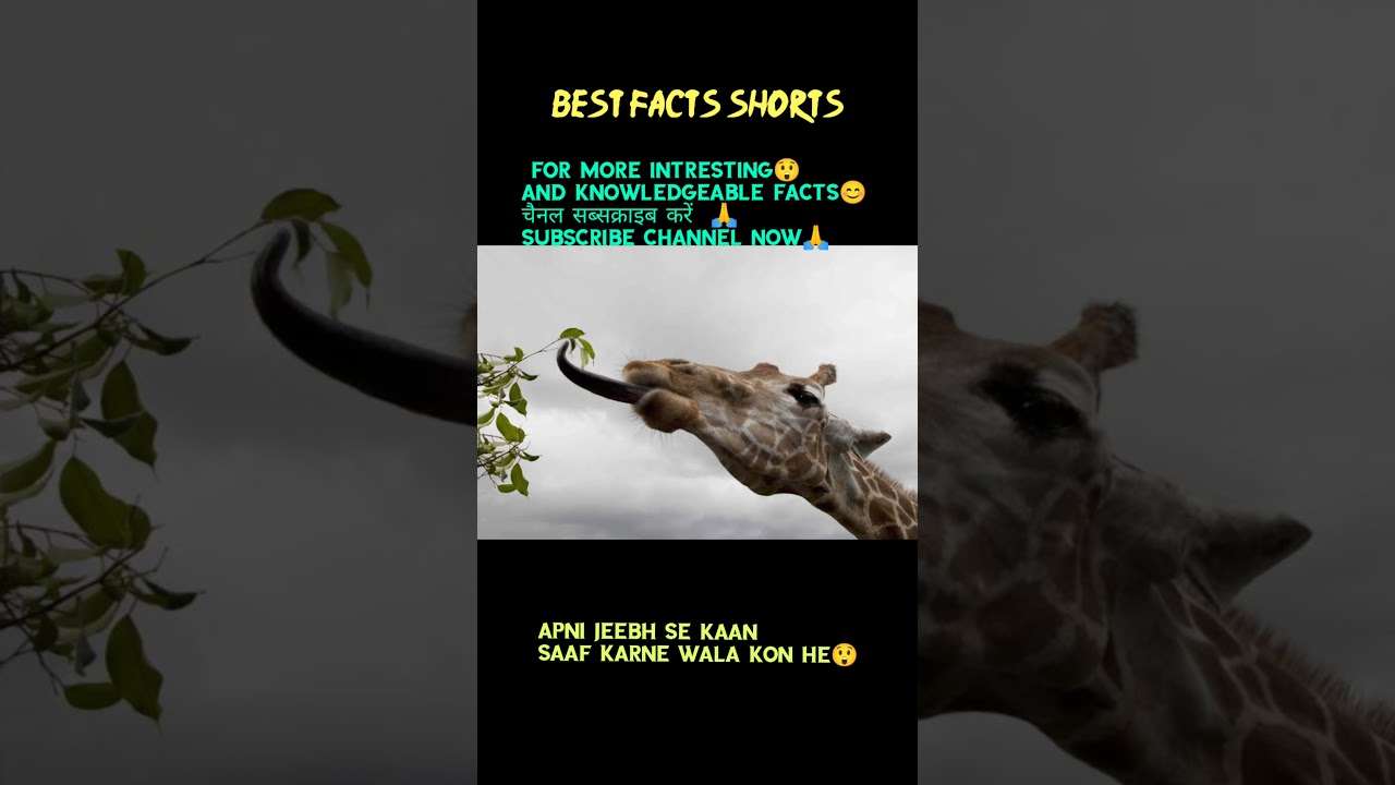 Apni jeebh👅 se kaan👂 saaf karne wala kon he😲