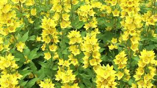 1 hour Relaxing Soothing Music for Studying/ Sleeping (Chopin waltz op 64 no 2 in c sharp minor) screenshot 4