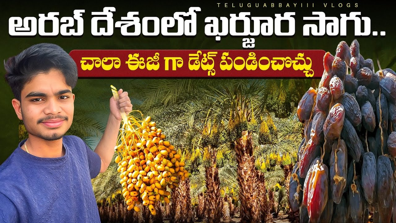 దుబాయ్ లో ఖర్జూరాలు ఇంత ఈజీ గా పండించిచా..😱😱 Dates Cultivation in Dubai | Dates Harvest in Dubai 
