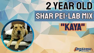2 year old Shar Pei Lab Mix (Kaya)| 2 week Board & Train | Delaware Dog Trainer