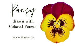 Drawing a Realistic Pansy with Colored Pencils blended with Solvent