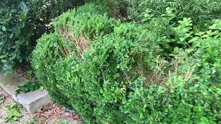 Hedge Renovation in Austin