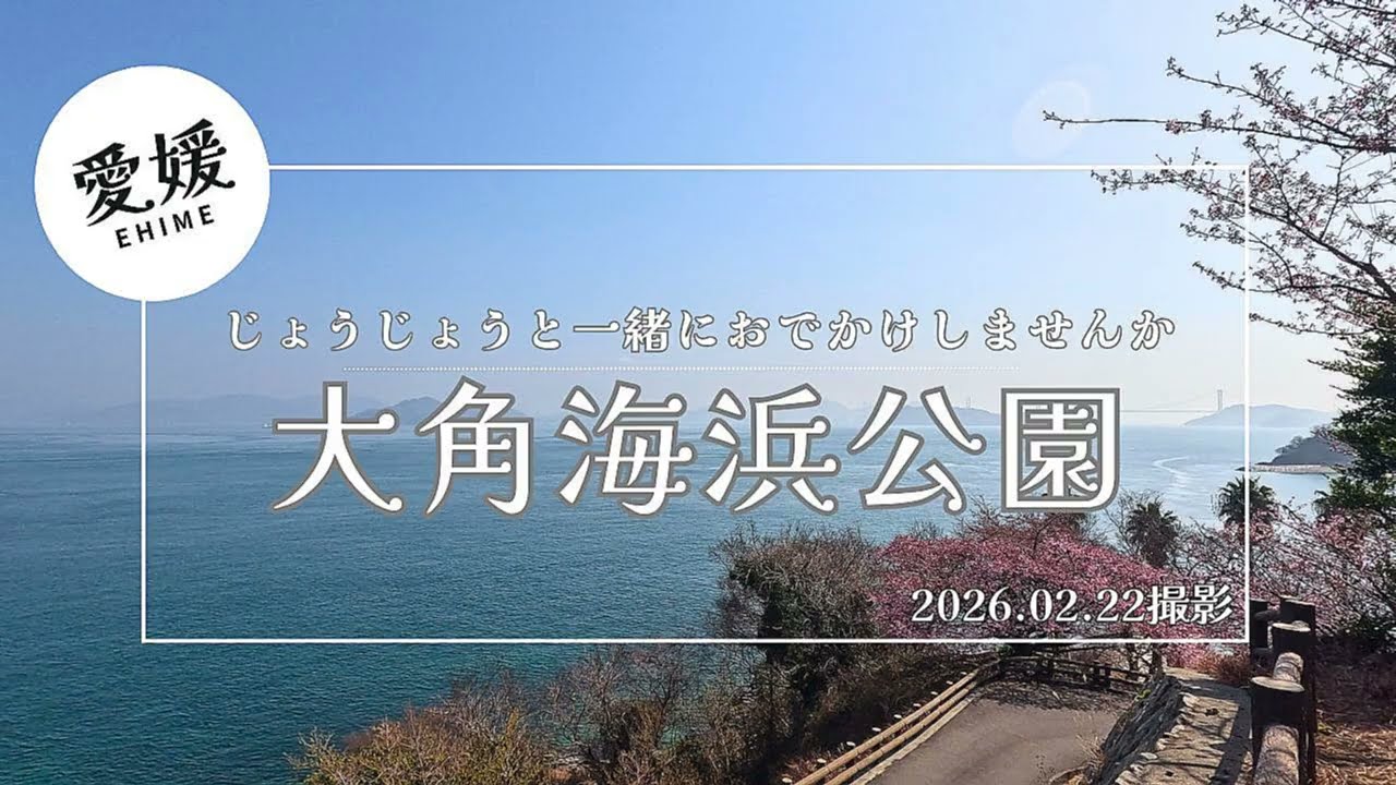 【愛媛】じょうじょうと一緒に大角海浜公園に河津桜を見に行きませんか　遊歩道も歩いて潮の流れの速さに驚きました