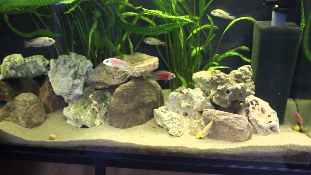 video phone beyonce mp3 Ptyochromis hippo point salmon