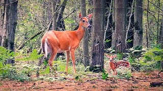 Newborn Fawn Can Barely Walk - Whitetail Deer Mama Takes Good Care Of Its Baby Fawn