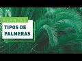 4 tipos de palmeras para jardín resistentes al frío | Verdecora