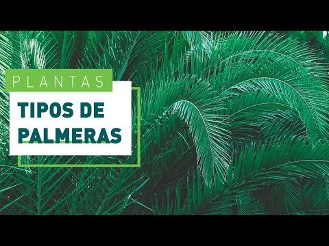 Vídeo: Palmeres de la Zona 6: tipus de palmeres per als jardins de la Zona 6