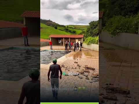 Boi cai em piscina e resgate dura 4 horas!