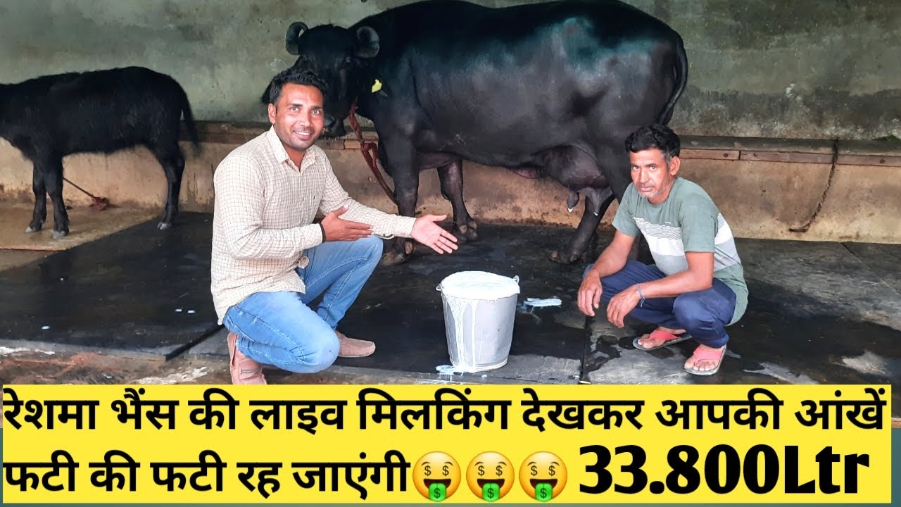 Live Milking of Reshma Buffalo || रेशमा भैंस की लाइव मिलकिंग😱😱
