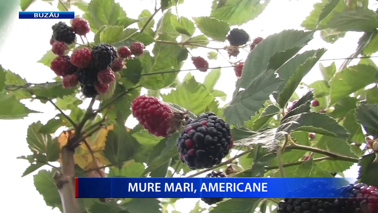 MURE MARI, AMERICANE camera iphone 8 plus apk