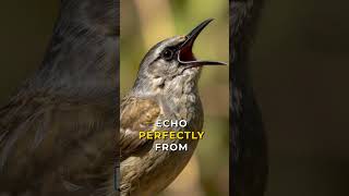 The Lyrebird: Nature's Master Mimic 🎶🌳