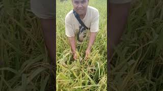 Semoga Nantinya Bapak Prabowo Bisa Mengembangkan Tanam Padi Darat