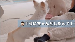 おやつ前に「うん」と頷くチワワが賢すぎた。