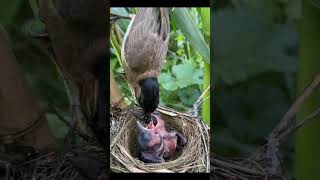 Download Lagu sang induk Kutilang melolih anaknya#predatorlangit86 #birds #hayeuuh #wildlife #kutilang #share #ok MP3