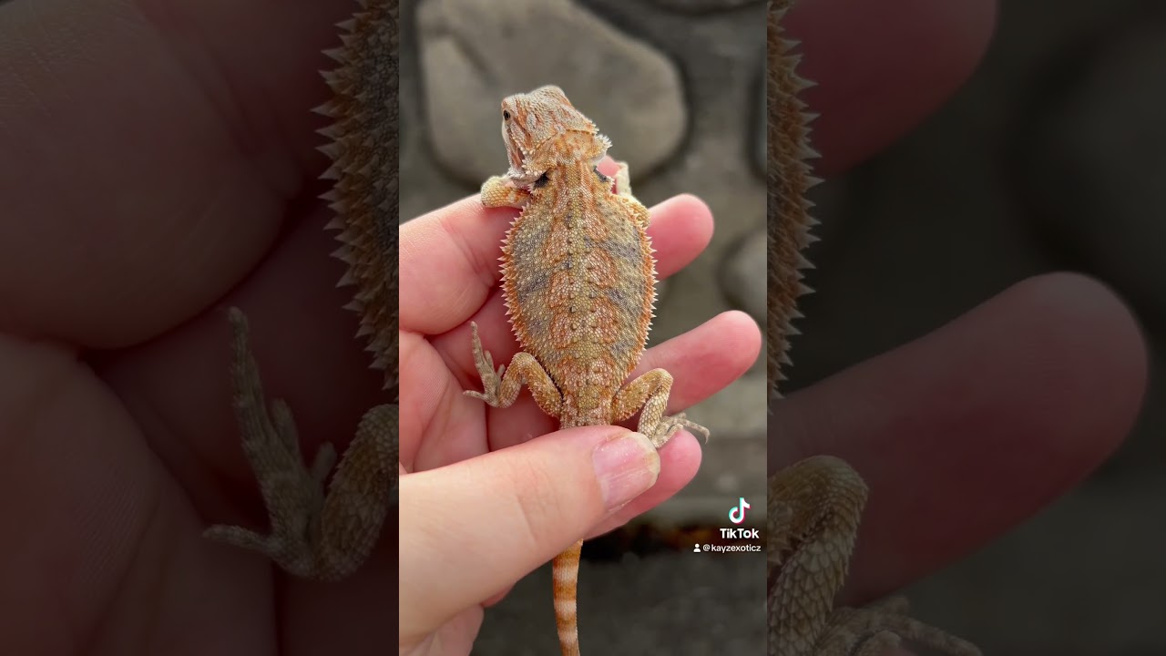 Meet BRONN a hybrid het zero