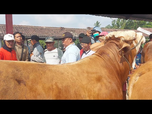 PEMUDA DEMAK DIKEROYOK BAKUL PASAR❗️GEGER SAPI JUMBO class=