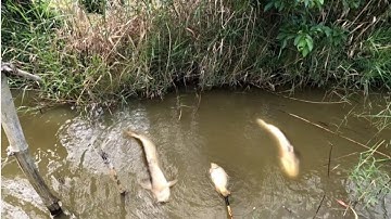 Tế công chuyện nữa rồi thứ nào chịu nổi,,kích cá miền Tây,,kênh Htgc tập 245