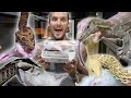 Feeding the most venomous snakes in the world