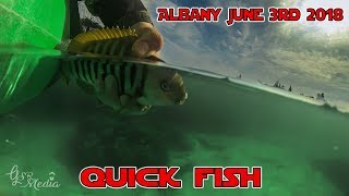 Quick Fish - Albany
