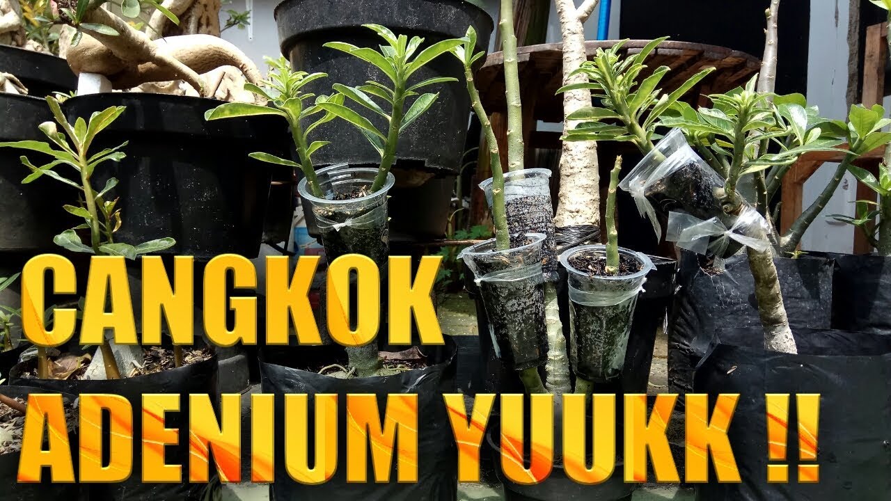 CANGKOK ADENIUM YUUKK !!!