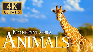 Magnnificent Animals Africa 4K 🐾 Discovery Amazing Wil Film With Peaceful Relaxing Piano Music