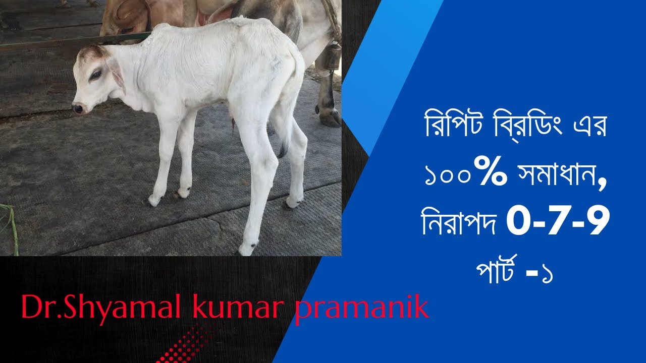 রিপিট ব্রিডিং এর ১০০% সমাধান,নিরাপদ 0-7-9 পার্ট -১/ 