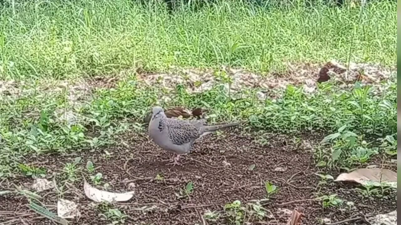 Pikat terus merayu tekukur liar yang datang, tapi tidak mau turun