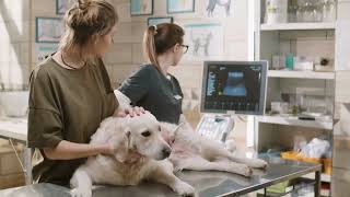 WOW Seguro para Mascotas en Estados Unidos Aseguranza Para Perros En California