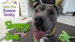 Sloppy Joe Toledo Area Humane Society