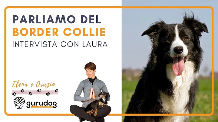Border Collie: Intervista con Laura Conte per scop...