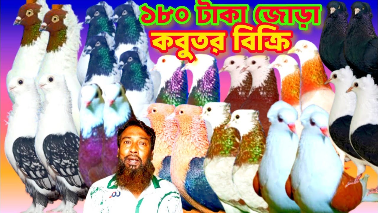 ধামাকা অফার মাত্র ১৮০ টাকা জোড়া কোয়ালিটি সম্পন্ন কবুতর কিনুন 