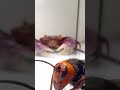 Crab giant hornet