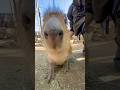 ❣️❣️#funny #capybara #カピバラさん