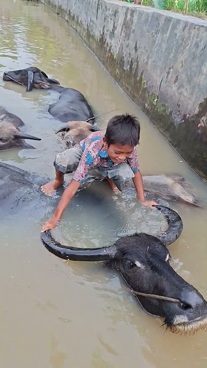 bathing the buffalo while playing #trendingshorts #buffalo