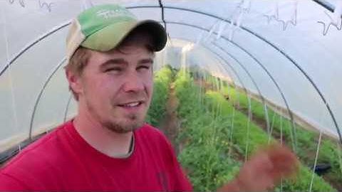 Caterpillar Tunnel Tomatoes Part 3 - Pruning