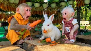 Baby Monkey Lala & Bibi Taking Care Of Baby Bunny