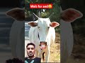 Https Youtube Com Shorts QHy2MAk 8So Si Ix3MgTz Cow Cowcow рџђ рџђ Https Youtube Com Shorts QHy2MAk 8So Si Ix3MgTz Cow Cowcow рџђ рџђ