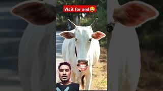 Httpsyoutubecomshortsqhy2mak8sosiix3mgtzcow cowcow 